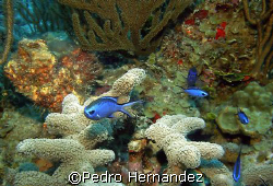 Blue Chromis,Palmas Del Mar Humacao,Puerto Rico,Camera DC310 by Pedro Hernandez 